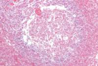 Thymus jeune x100